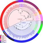 Global genome diversity of the Leishmania donovani complex